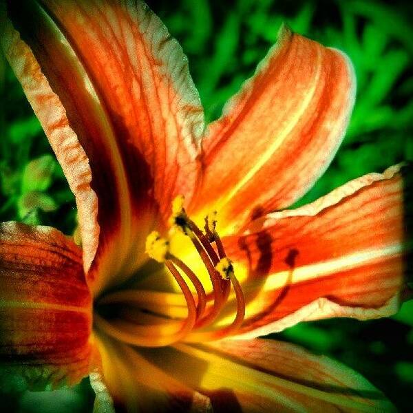 Mariannedow Poster featuring the photograph Tiger Lily Series 1of4 #flowers by Marianne Dow