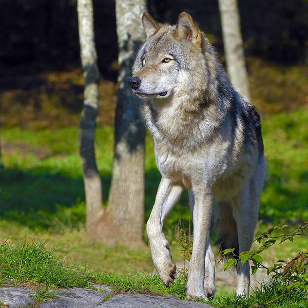 Timber Wolf Poster featuring the photograph Timber Wolf by Tony Beck