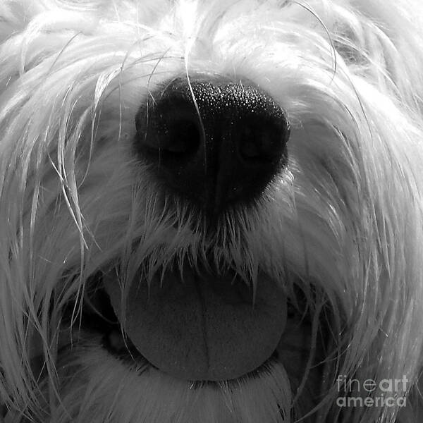 Old English Sheepdog Photographs Poster featuring the photograph Timmy Tongue by Alene Sirott-Cope
