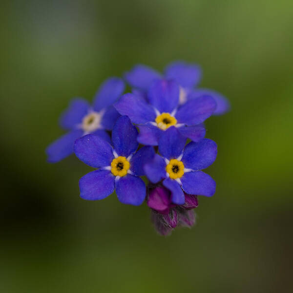 Nature Poster featuring the photograph Tiny Blossoms by Andreas Levi