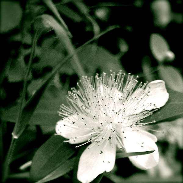 Flower Poster featuring the photograph Touch by HweeYen Ong