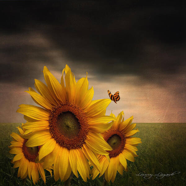 Sunflower Poster featuring the photograph Trinity by Lourry Legarde