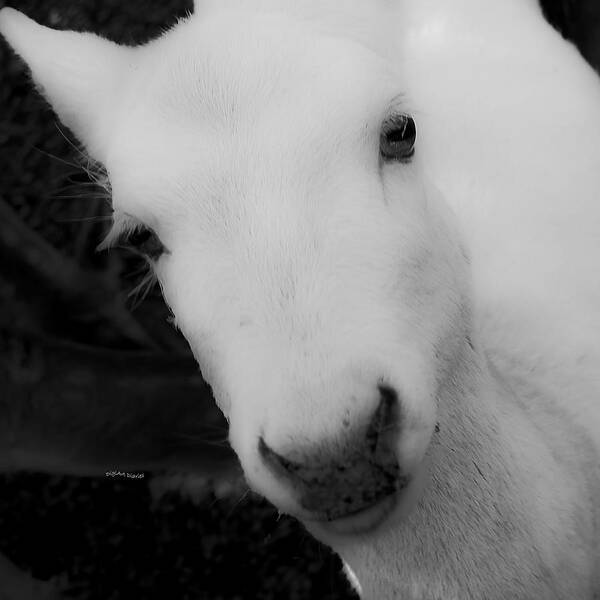 Goat Poster featuring the photograph Um Excuse Me by DigiArt Diaries by Vicky B Fuller