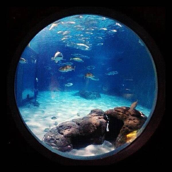 Blue Poster featuring the photograph Under The Sea ;) #instatrip #aquarium by Kika Verde