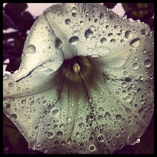 Beautiful Poster featuring the photograph #vancity #closeup Of #flower #raindrops by Eric Prudhomme