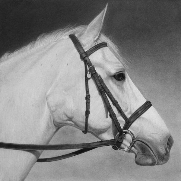 Graphite Drawing Poster featuring the drawing White Horse by Tim Dangaran