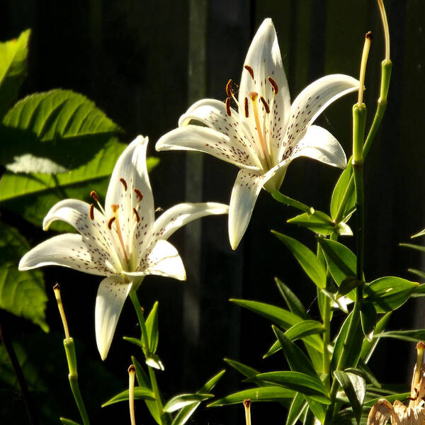 Nature Poster featuring the photograph White Lillies by Diane Ellingham