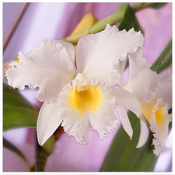 White Flower Poster featuring the photograph White Orchid by Mike McGlothlen