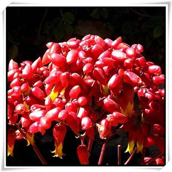  Poster featuring the photograph Wild Flower Berries by Deb - Jim Photograhy