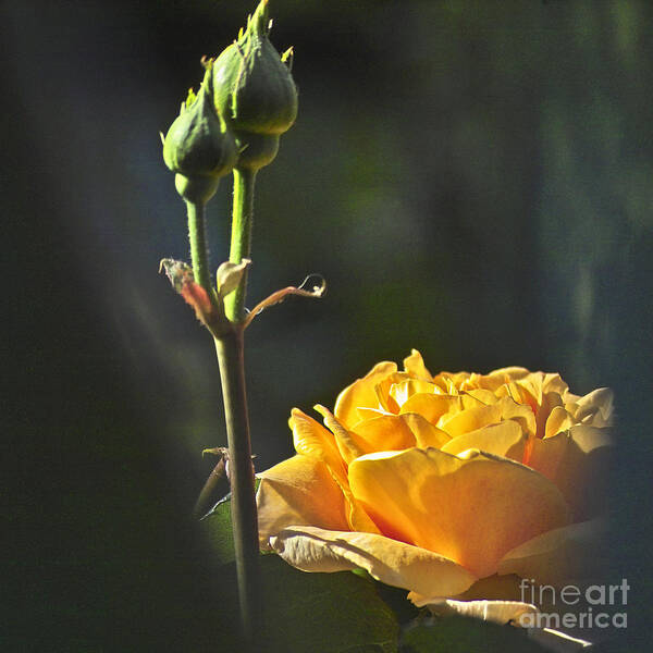 Rose Poster featuring the photograph Yellow Rose by Heiko Koehrer-Wagner