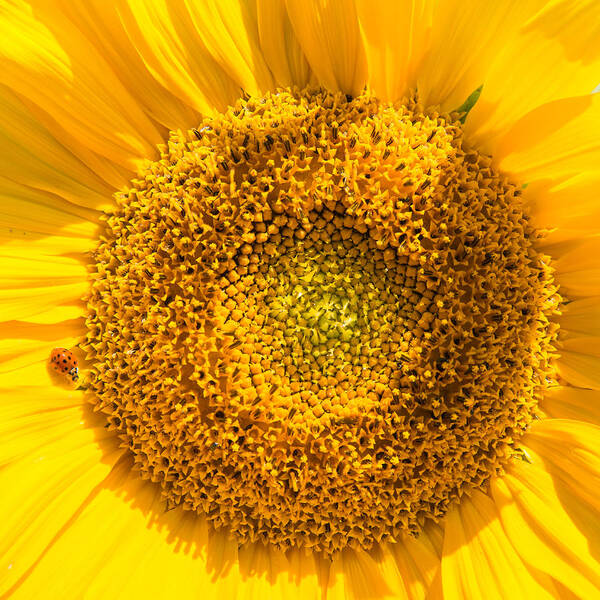 Sunflower Poster featuring the photograph Yellow sunflower with ladybug - square format by Matthias Hauser