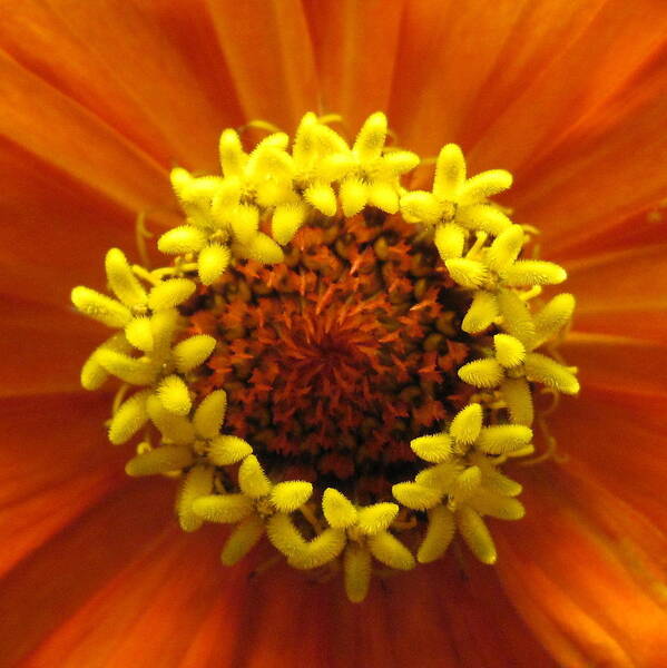 Zinnia Poster featuring the photograph Zinnia Crown by Life Makes Art