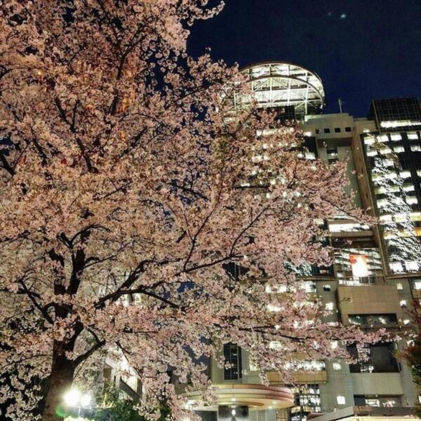 Night Poster featuring the photograph #桜 #夜桜 #ライトアップ #tbs by Yohei Kakimoto