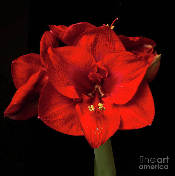 Flower Poster featuring the photograph Amaryllis 'Merry Christmas #1 by Ann Jacobson
