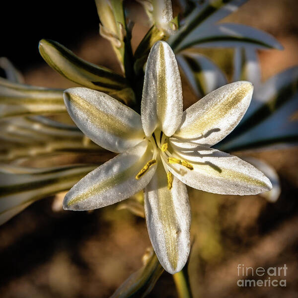 Arizona Poster featuring the photograph Desert Lily #4 by Robert Bales