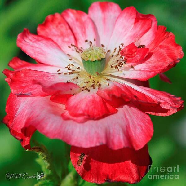 Mccombie Poster featuring the photograph Double Red and White Poppy from the Garden Gnome Mix #5 by J McCombie