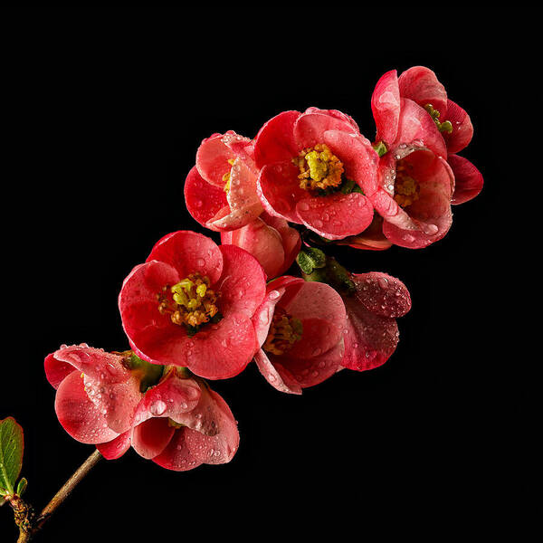 Quince Poster featuring the photograph Flowering Quince #1 by Mary Jo Allen