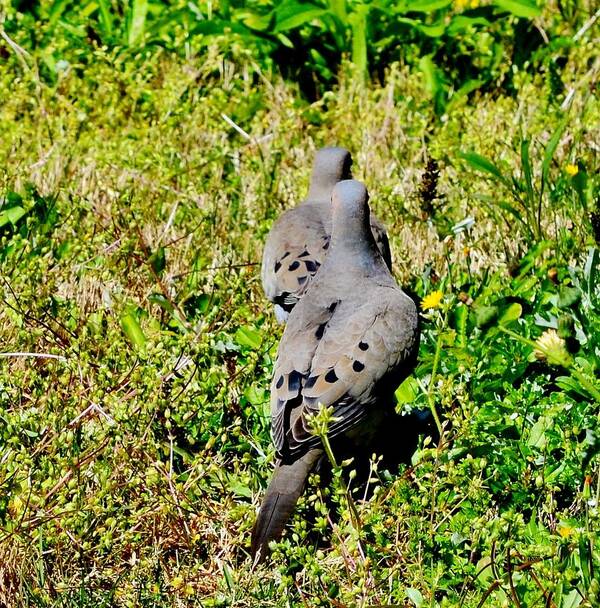 Doves Poster featuring the photograph Follow the Leader #1 by Eileen Brymer