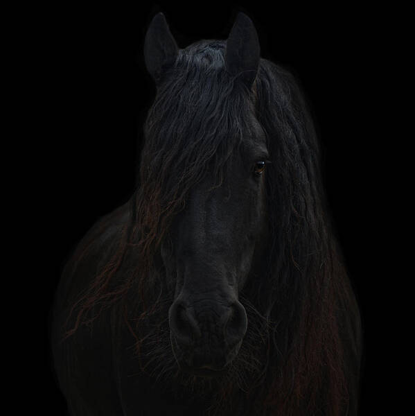 Animals Poster featuring the photograph Frisian Stallion #3 by Joachim G Pinkawa