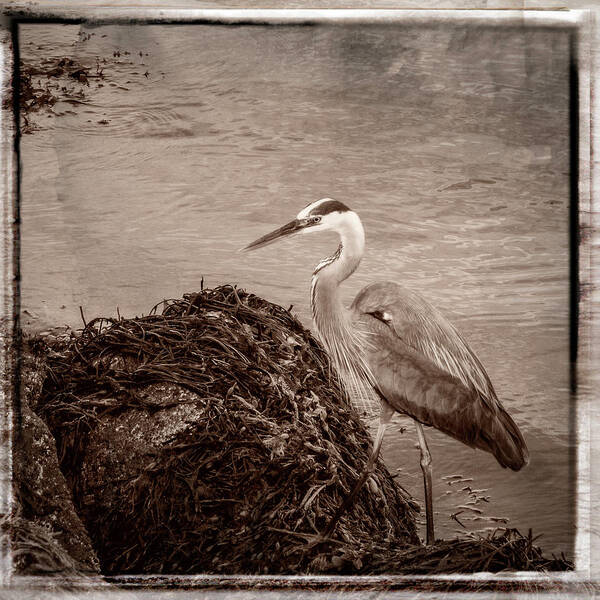 Baril Poster featuring the photograph Great Blue Heron #1 by Frank Winters