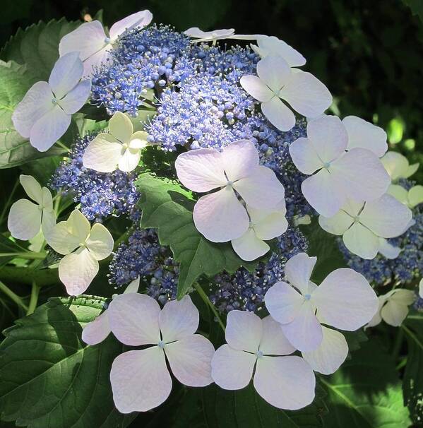 Hydrangea Poster featuring the photograph Hydrangea #1 by Pat Exum