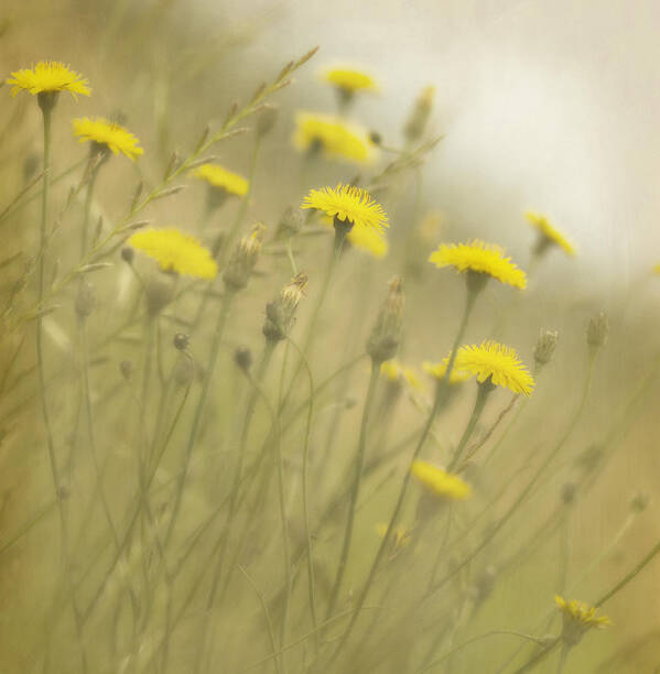 Dandelions Poster featuring the photograph In the Mist #1 by Rebecca Cozart
