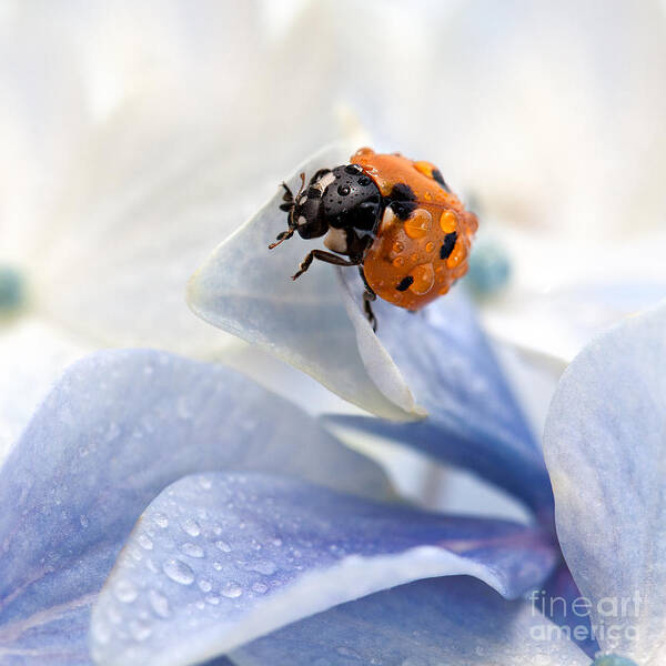 Ladybug Poster featuring the photograph Ladybug #1 by Nailia Schwarz