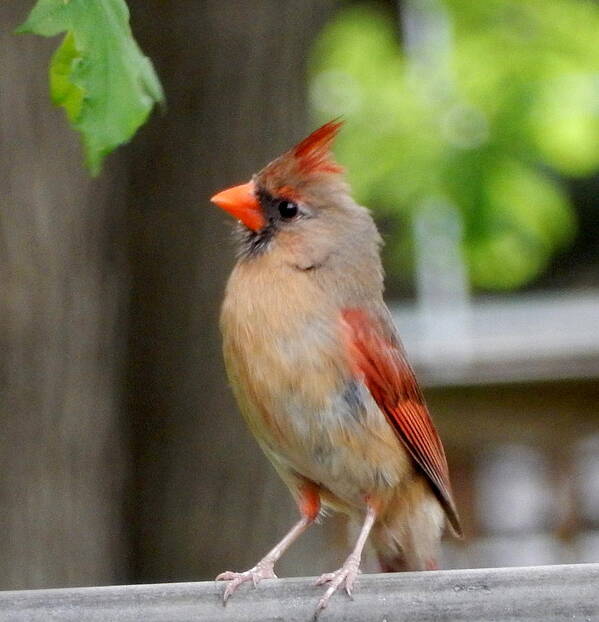 Female Cardinal Poster featuring the photograph Listening #1 by Betty-Anne McDonald