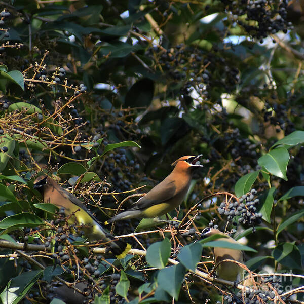 Names Of Birds Poster featuring the photograph Love Those Berries #1 by Skip Willits