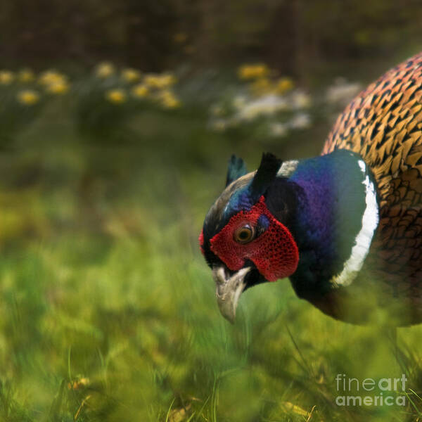 Spring Poster featuring the photograph Mr Pheasant #1 by Ang El