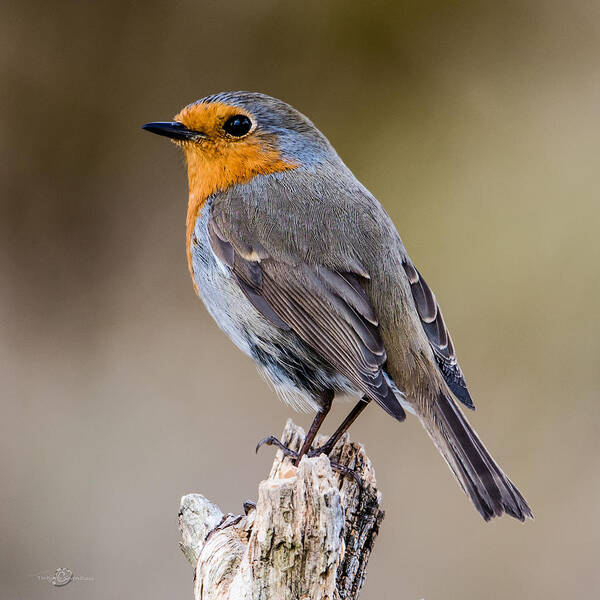 Perching Poster featuring the photograph Perching Robin by Torbjorn Swenelius