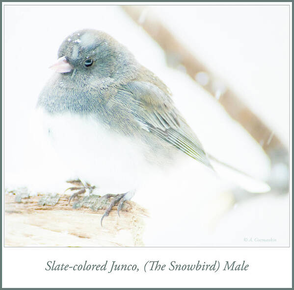 Slate-colored Junco Poster featuring the photograph Slate Colored Junco Male in Snow #1 by A Macarthur Gurmankin