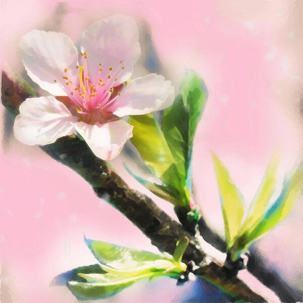 Art Photography Poster featuring the photograph Spring sunrise #1 by Gina Signore