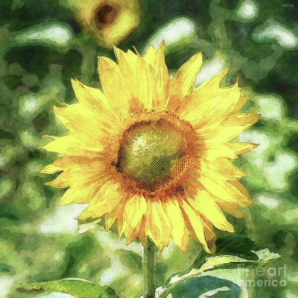 Sunflower Poster featuring the digital art Sunflower #1 by Phil Perkins