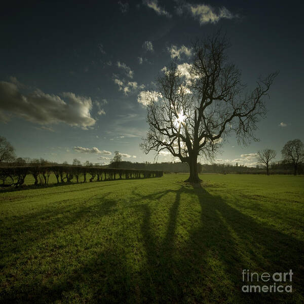 Tree Poster featuring the photograph The Lonely Tree #1 by Ang El