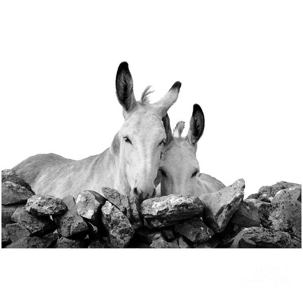 Donkey Poster featuring the photograph Two white Irish donkeys #1 by RicardMN Photography