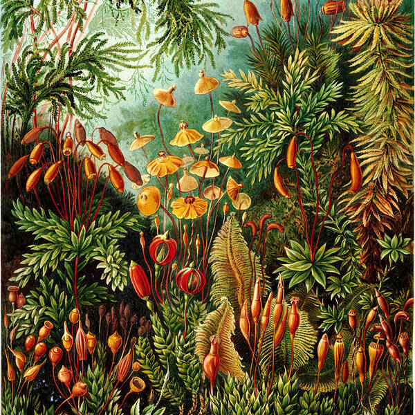 Haeckel Muscinae Poster featuring the digital art Vintage Botanical #1 by Bonnie Bruno