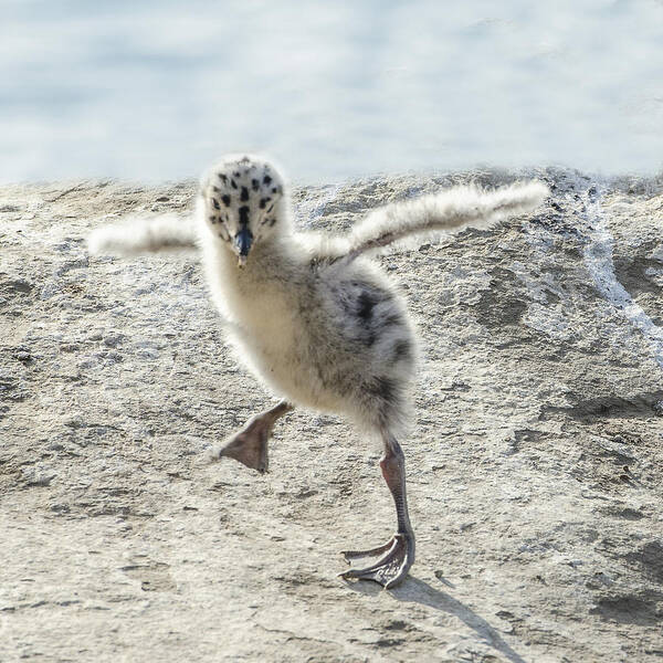 Wildlife Poster featuring the photograph Western Gull Chick Dancing #1 by William Bitman