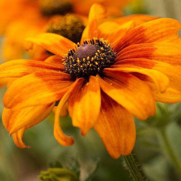 Orange Poster featuring the photograph Yellow And Orange Petals #2 by Mary Jo Allen