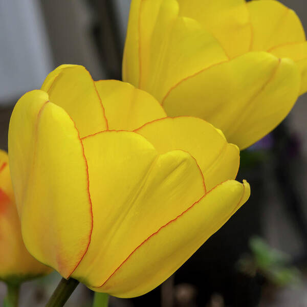 Tulips Poster featuring the photograph Yellow by Cathy Kovarik
