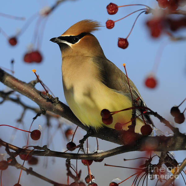 Cedar Waxwing Poster featuring the photograph Cedar Waxwing... by Nina Stavlund