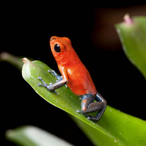 Amphibian Poster featuring the photograph Red Poison Dart Frog #2 by Dirk Ercken