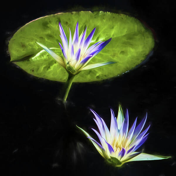 Water Lilies Poster featuring the photograph Water Lilies #3 by John Freidenberg
