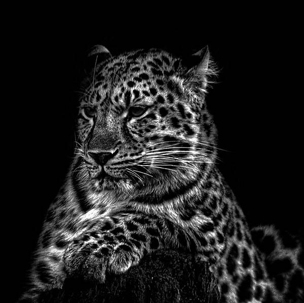 Amurleopard.leopards Poster featuring the photograph Amur Leopard #7 by Martin Newman