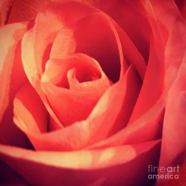 Rose Poster featuring the photograph Rose #7 by Deena Withycombe
