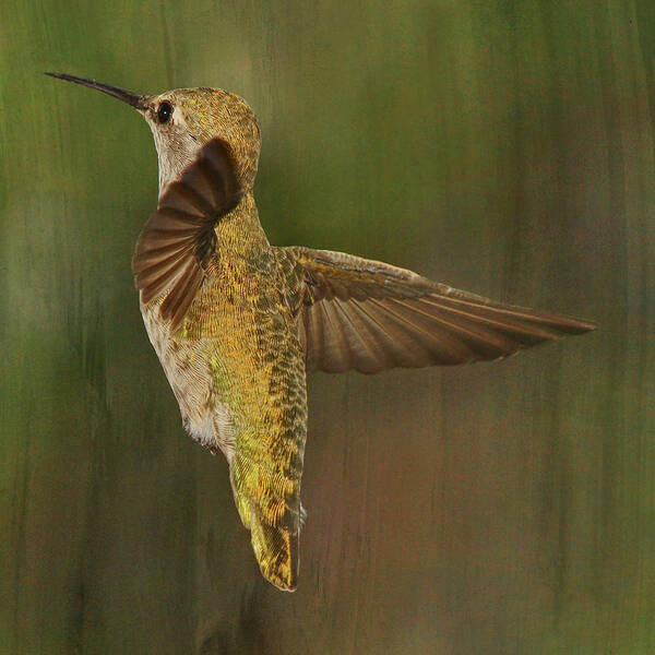 Hummingbird Poster featuring the photograph A Change of Direction by Theo O'Connor