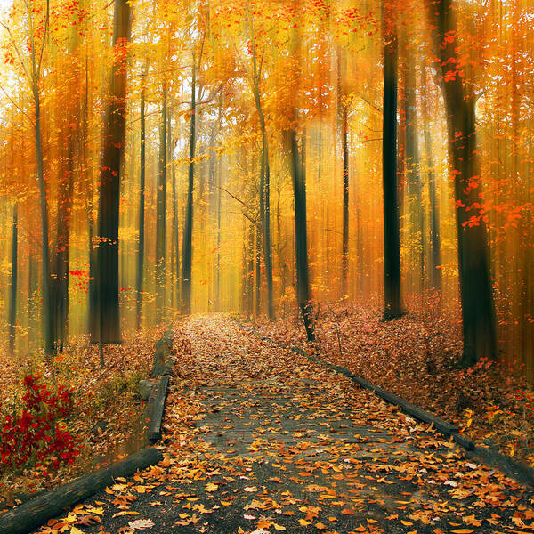 Autumn Poster featuring the photograph A Golden Passage by Jessica Jenney