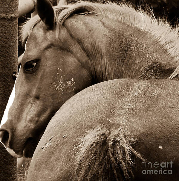 Horse Poster featuring the photograph A Head Behind  by Toma Caul