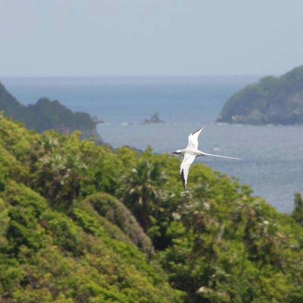 Tropicbird Poster featuring the photograph A Red-billed Tropicbird (phaethon by John Edwards