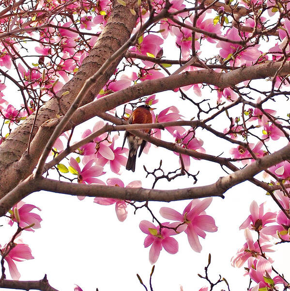 Magnolia Poster featuring the photograph A Songbird in the Magnolia Tree - Square by Rona Black